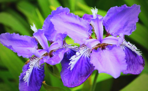 Knowledge Annotation-Original Image